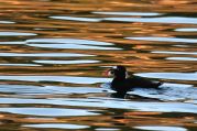 Surf Scoter